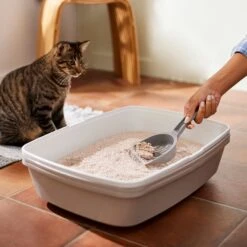 Frisco Natural Unscented Clumping Grass Cat Litter 13 Frisco Natural Unscented Clumping Grass Cat Litter -Chewy 132396 PT4. AC SS1800 V1659023512