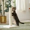 Frisco 21-in Sisal Cat Scratching Post With Toy 2 Frisco 21-in Sisal Cat Scratching Post With Toy -Chewy 140149 MAIN. AC SS1800 V1665765071