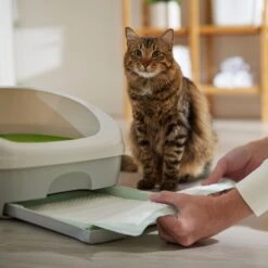 Frisco Cat Litter Pads, Unscented 14 Frisco Cat Litter Pads, Unscented -Chewy 149816 PT5. AC SS1800 V1675279991