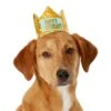 Frisco Happy Birthday Dog & Cat Crown 1 Frisco Happy Birthday Dog & Cat Crown -Chewy 153665 MAIN. AC SS1800 V1551230974
