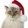 Frisco Holiday Dog & Cat Santa Hat, 1 Count 1 Frisco Holiday Dog & Cat Santa Hat, 1 Count -Chewy 160054 MAIN. AC SS1800 V1663948847
