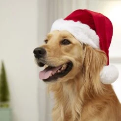 Frisco Holiday Dog & Cat Santa Hat, 1 Count 12 Frisco Holiday Dog & Cat Santa Hat, 1 Count -Chewy 160054 PT4. AC SS1800 V1637650626