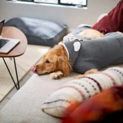 Frisco Bear Hooded Dog & Cat Sweater 15 Frisco Bear Hooded Dog & Cat Sweater -Chewy 223786 PT7. AC SS1800 V1599566227