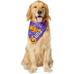 Frisco Halloween Pumpkins Personalized Dog & Cat Bandana 16 Frisco Halloween Pumpkins Personalized Dog & Cat Bandana -Chewy 242815 PT6. AC SS1800 V1618509475