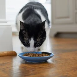 Frisco Cat Face Non-skid Ceramic Cat Dish, Blue 11 Frisco Cat Face Non-skid Ceramic Cat Dish, Blue -Chewy 256101 PT3. AC SS1800 V1617130591