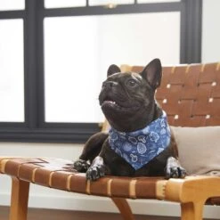 Frisco Fall Vibes Dog & Cat Bandana 15 Frisco Fall Vibes Dog & Cat Bandana -Chewy 267913 PT5. AC SS1800 V1637722289