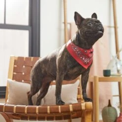 Frisco Red Paisley Dog & Cat Bandana 15 Frisco Red Paisley Dog & Cat Bandana -Chewy 267919 PT5. AC SS1800 V1637687581