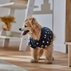 Frisco Lightweight Gold Dotted Dog & Cat Jacket, Navy 15 Frisco Lightweight Gold Dotted Dog & Cat Jacket, Navy -Chewy 268247 PT8. AC SS1800 V1629758988