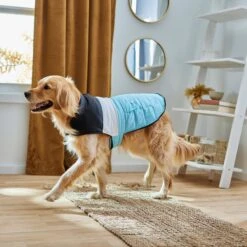 Frisco Mediumweight Colorblock Insulated Dog & Cat Puffer Coat With Pocket, Blue 15 Frisco Mediumweight Colorblock Insulated Dog & Cat Puffer Coat With Pocket, Blue -Chewy 268311 PT8. AC SS1800 V1629766581