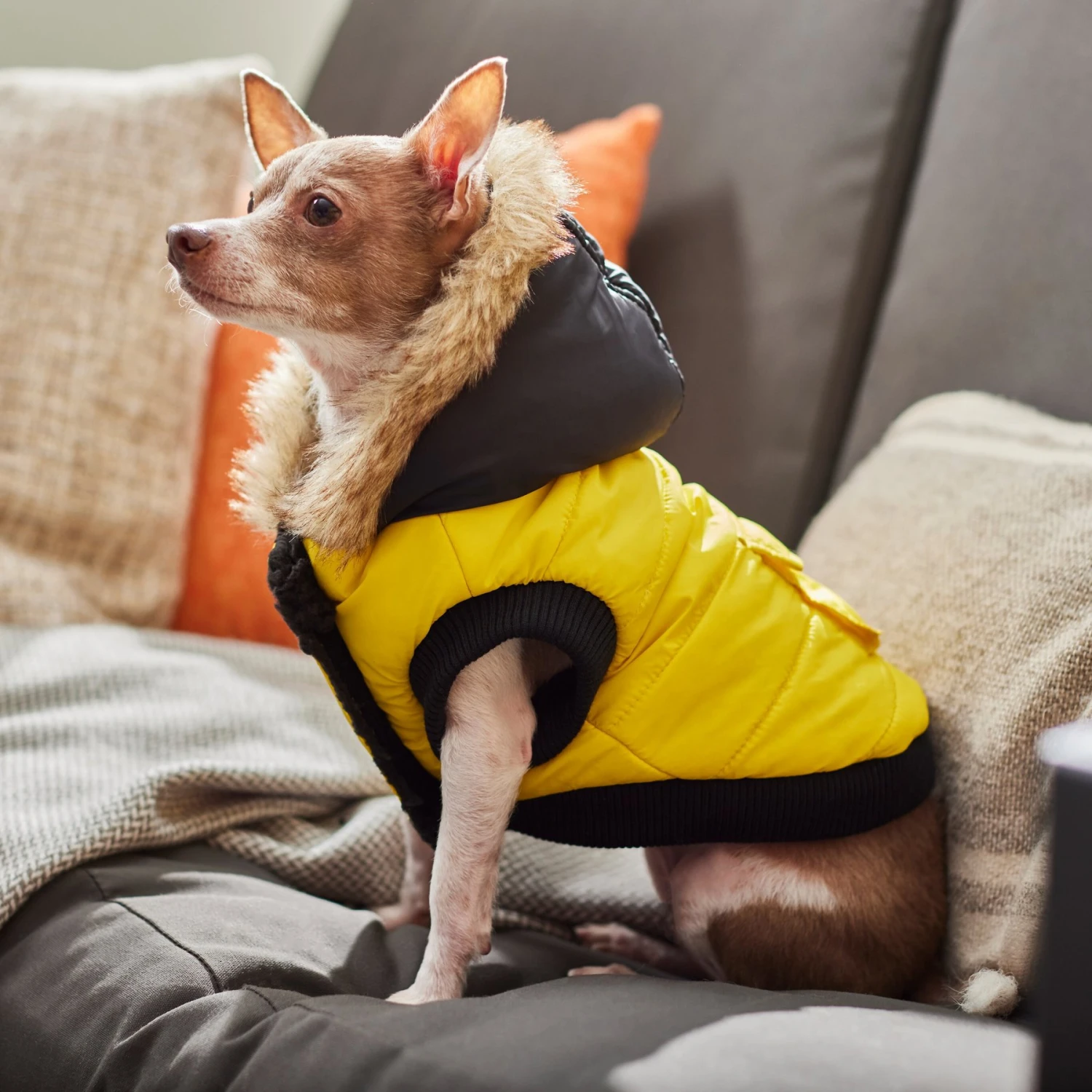 Frisco Heavyweight Anchorage Insulated Dog & Cat Parka, Yellow/Black 9 Frisco Heavyweight Anchorage Insulated Dog & Cat Parka, Yellow/Black - Image 7