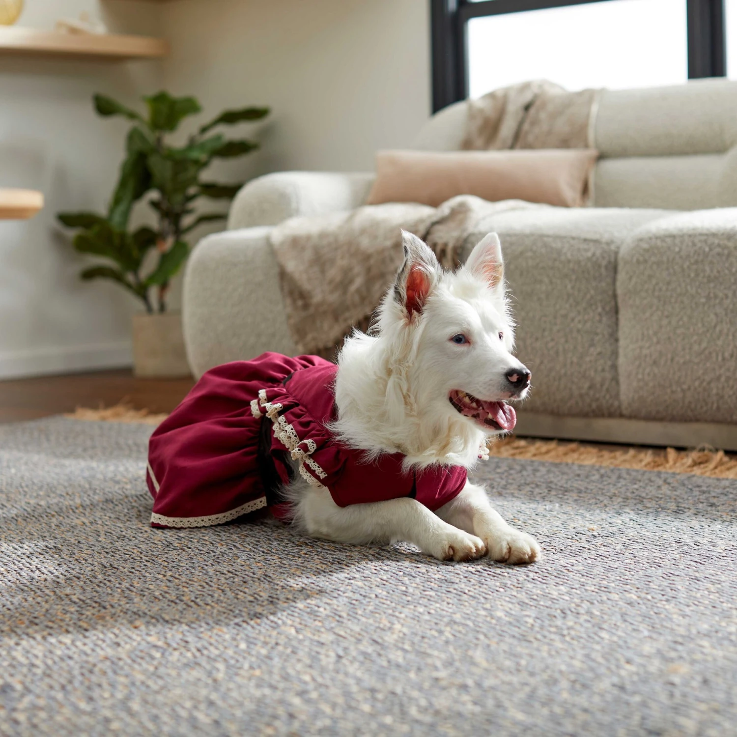 Frisco Plum Dog & Cat Dress 8 Frisco Plum Dog & Cat Dress - Image 6