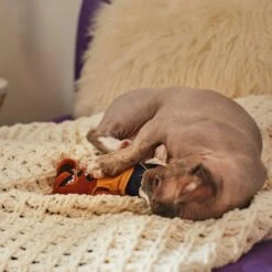 Frisco Halloween Good Bear, Bad Bear Reversible Plush Cat Toy With Catnip -Chewy 270299 PT3. AC SS1800 V1624817131