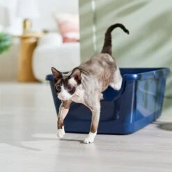 Frisco High Sided Cat Litter Box, Extra Large & World's Best Multi-Cat Unscented Clumping Corn Cat Litter 8 Frisco High Sided Cat Litter Box, Extra Large & World's Best Multi-Cat Unscented Clumping Corn Cat Litter -Chewy 293046 PT1. AC SS1800 V1620015440