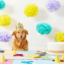 Frisco Happy Birthday Dog & Cat Crown & Frisco It's My Birthday & Cat T-Shirt 14 Frisco Happy Birthday Dog & Cat Crown & Frisco It's My Birthday & Cat T-Shirt -Chewy 302470 PT3. AC SS1800 V1623073946