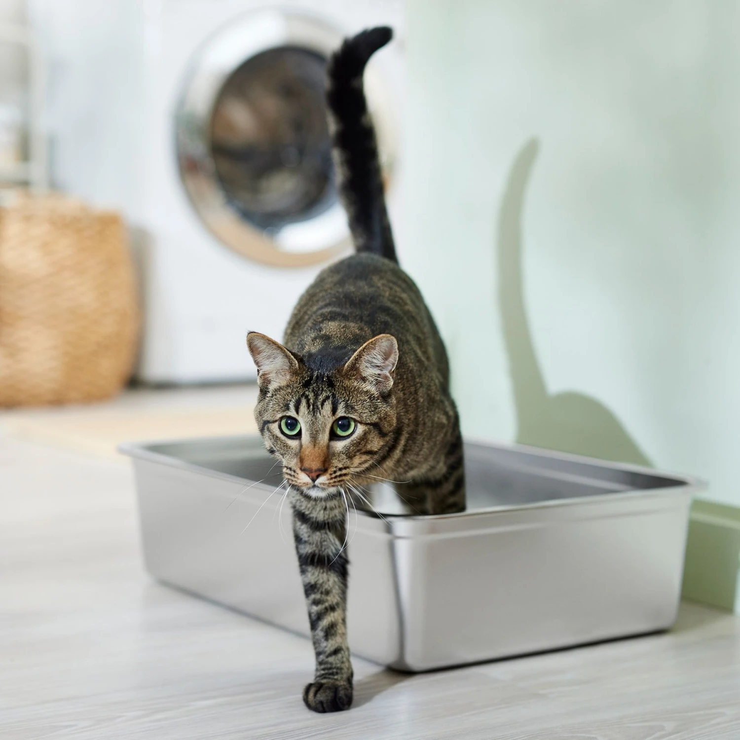 Frisco Stainless Steel Cat Litter Box 3 Frisco Stainless Steel Cat Litter Box