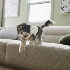 Frisco Problem Child Dog & Cat T-Shirt 14 Frisco Problem Child Dog & Cat T-Shirt -Chewy 312064 PT5. AC SS1800 V1673303462