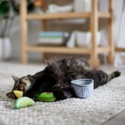 Frisco Guacamole Bowl Cat Toy With Catnip, Medium, 4 Count 9 Frisco Guacamole Bowl Cat Toy With Catnip, Medium, 4 Count -Chewy 327059 PT3. AC SS1800 V1645205519