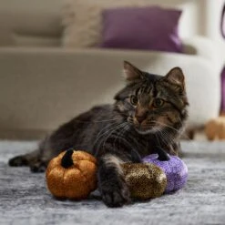 Frisco Halloween Bougie Pumpkins Plush Cat Toy With Catnip 8 Frisco Halloween Bougie Pumpkins Plush Cat Toy With Catnip -Chewy 344014 PT3. AC SS1800 V1657657029