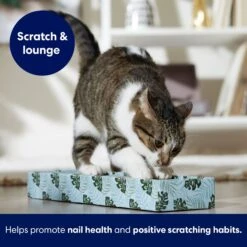 Frisco Single-Wide Cat Scratcher Toy With Catnip, Tropical Paradise, 2 Count 8 Frisco Single-Wide Cat Scratcher Toy With Catnip, Tropical Paradise, 2 Count -Chewy 347217 PT3. AC SS1800 V1659699275