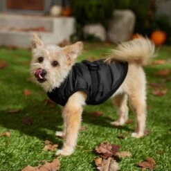 Frisco Lightweight Belted Puffer Dog & Cat Jacket 14 Frisco Lightweight Belted Puffer Dog & Cat Jacket -Chewy 353825 PT7. AC SS1800 V1660749777