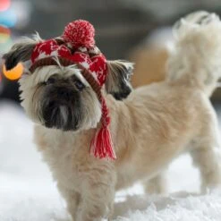 Frisco Reindeer Fair Isle Dog & Cat Pom Hat 12 Frisco Reindeer Fair Isle Dog & Cat Pom Hat -Chewy 358309 PT4. AC SS1800 V1661797821