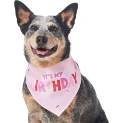 Frisco Dog & Cat Birthday Bandana 13 Frisco Dog & Cat Birthday Bandana -Chewy 608206 PT3. AC SS1800 V1676642208