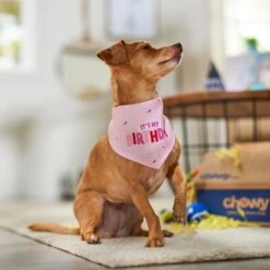 Frisco Dog & Cat Birthday Bandana 15 Frisco Dog & Cat Birthday Bandana -Chewy 608206 PT5. AC SS1800 V1676643860