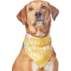 Frisco Wake Up Positive Dog & Cat Bandana 13 Frisco Wake Up Positive Dog & Cat Bandana -Chewy 608230 PT3. AC SS1800 V1676643831