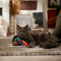 Frisco Halloween Frog In Witch Hat Plush Kicker Cat Toy With Catnip 8 Frisco Halloween Frog In Witch Hat Plush Kicker Cat Toy With Catnip -Chewy 667942 PT3. AC SS1800 V1689355019