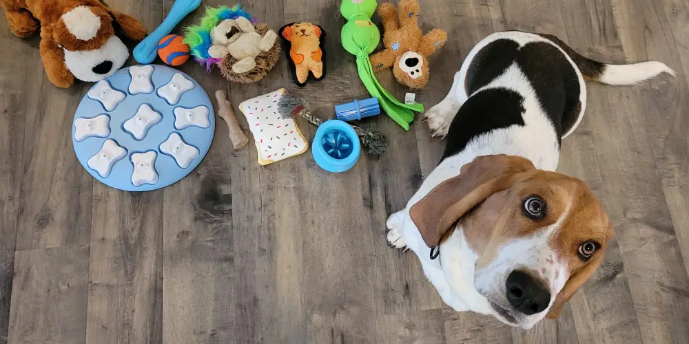 Front Page -Chewy 67b76dfc6630eb10385d1efe