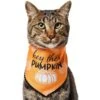Frisco Hey There Pumpkin Dog & Cat Bandana 2 Frisco Hey There Pumpkin Dog & Cat Bandana -Chewy 706374 MAIN. AC SS1800 V1689351106