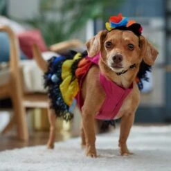 Frisco Ruffle Party Dog & Cat Dress + Headpiece -Chewy 707350 PT7. AC SS1800 V1689341466