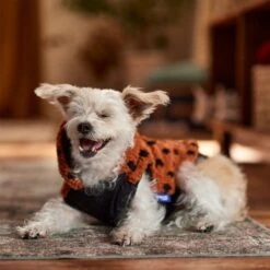 Frisco Dotted Dog & Cat Hoodie 18 Frisco Dotted Dog & Cat Hoodie -Chewy 718326 PT7. AC SS1800 V1692375977