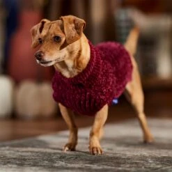 Frisco Cozy Textured Chenille Dog & Cat Sweater 16 Frisco Cozy Textured Chenille Dog & Cat Sweater -Chewy 718614 PT7. AC SS1800 V1692378337