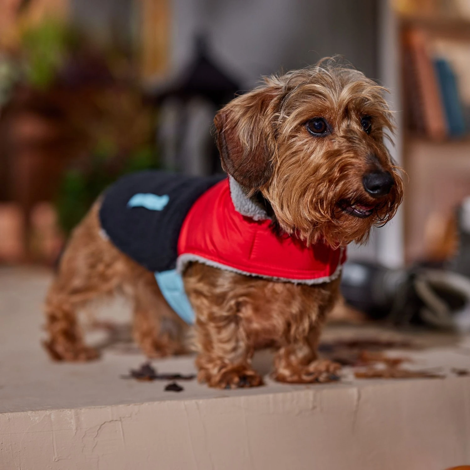 Frisco Medium Weight Retro Colorblock Mixed Media Dog & Cat Coat 10 Frisco Medium Weight Retro Colorblock Mixed Media Dog & Cat Coat - Image 8