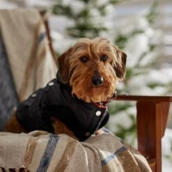 Frisco Heavy Weight Matte Quilted Volume Dog & Cat Puffer 18 Frisco Heavy Weight Matte Quilted Volume Dog & Cat Puffer -Chewy 719750 PT7. AC SS1800 V1692377763