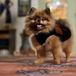 Frisco Light Weight Leopard Print Lined Fleece Dog & Cat Vest 16 Frisco Light Weight Leopard Print Lined Fleece Dog & Cat Vest -Chewy 720694 PT7. AC SS1800 V1692378099