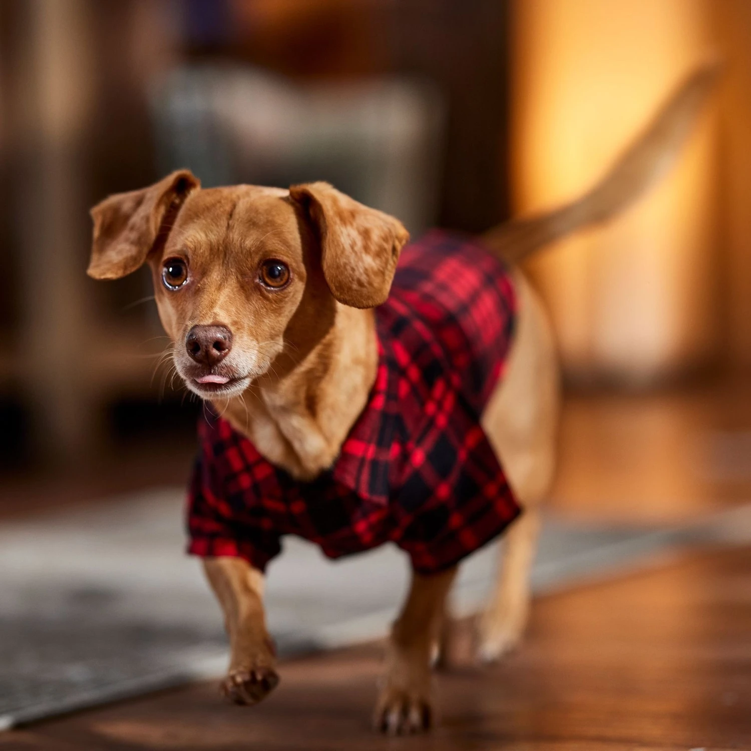 Frisco Red Tartan Plaid Dog & Cat Flannel Shirt 10 Frisco Red Tartan Plaid Dog & Cat Flannel Shirt - Image 8