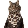 Frisco Leopard Faux Fur Dog & Cat Bandana 2 Frisco Leopard Faux Fur Dog & Cat Bandana -Chewy 733894 MAIN. AC SS1800 V1692379950