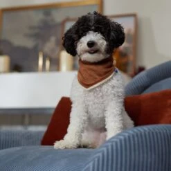 Frisco Reversible Cozy Knit Faux Fur Dog & Cat Pullover Bandana -Chewy 733918 PT6. AC SS1800 V1692378160