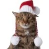 Frisco Chunky Knit Santa Dog & Cat Hat 1 Frisco Chunky Knit Santa Dog & Cat Hat -Chewy 744878 MAIN. AC SS1800 V1694812847