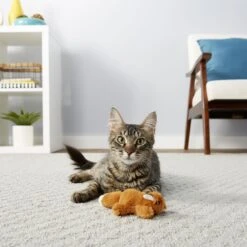 Frisco Squirrel Plush Cat Toy With Refillable Catnip & Frisco Bird With Feathers Teaser Wand Cat Toy With Catnip 15 Frisco Squirrel Plush Cat Toy With Refillable Catnip & Frisco Bird With Feathers Teaser Wand Cat Toy With Catnip -Chewy 962030 PT4. AC SS1800 V1694783955