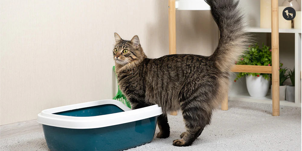 Front Page -Chewy Artboard 5 1